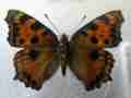 Nymphalis (ab) Internet Image property of respective owner, non-commercial use only